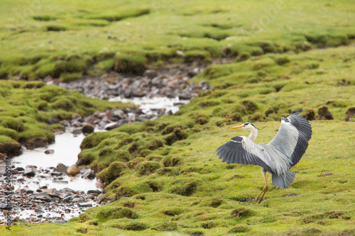 Grey heron  Ardea cinerea  fishing and foraging on coastal island  Isle of Mull  Scotland  United Kingdom