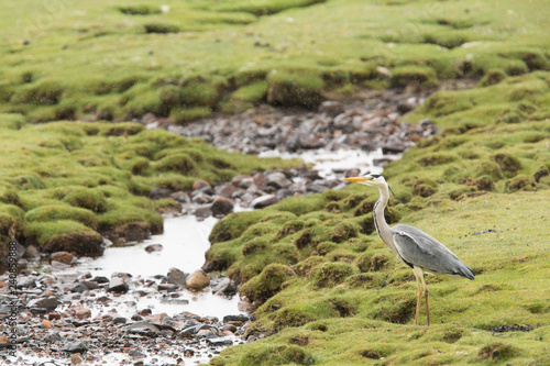 Grey heron  Ardea cinerea  fishing and foraging on coastal island  Isle of Mull  Scotland  United Kingdom