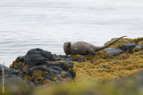 Male Eurasian otter (Lutra lutra), foraging, Isle of Mull, Scotland, United Kingdom
