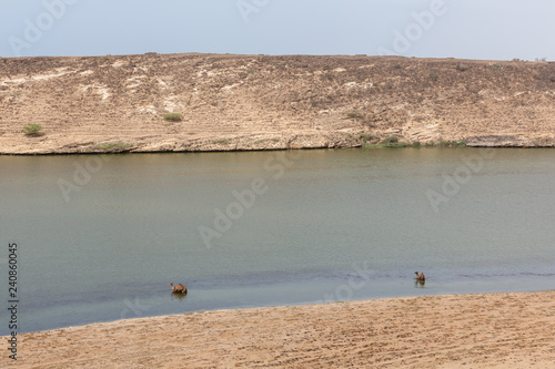 Camels at Khor Rori, near Salalah, Dhofar Province, Oman. photo