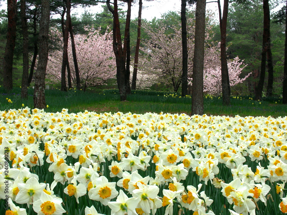Obraz premium 水仙咲く公園風景