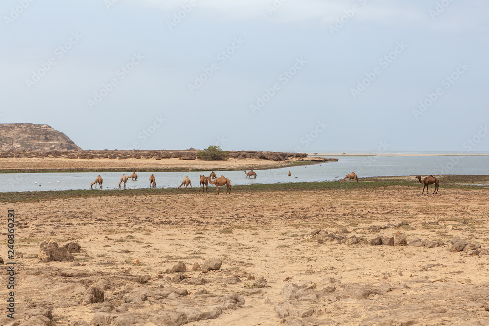 Camels at Khor Rori, near Salalah, Dhofar Province, Oman.