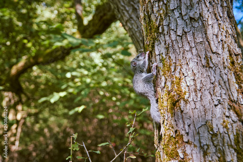 Beautiful cute small grey forest dormouse on the tree