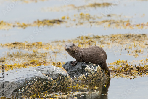 Large Juvenile Eurasian otter (Lutra lutra), fighing and foraging near parent, Isle of Mull, Scotland, United Kingdom photo