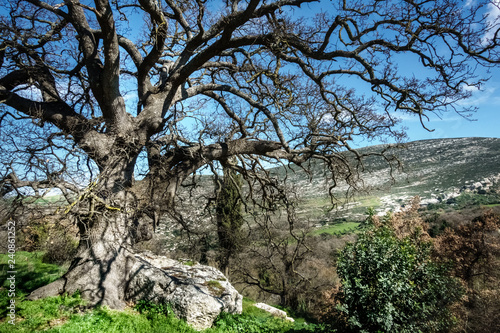 Bare tree on mountainous region Crete Greece Europe