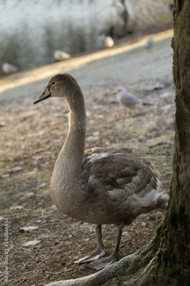 Goose in the park