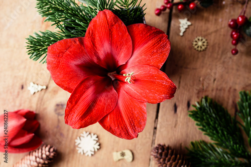 Blühende rote Amaryllis umgeben von weihnachtlicher Dekoration auf Holz