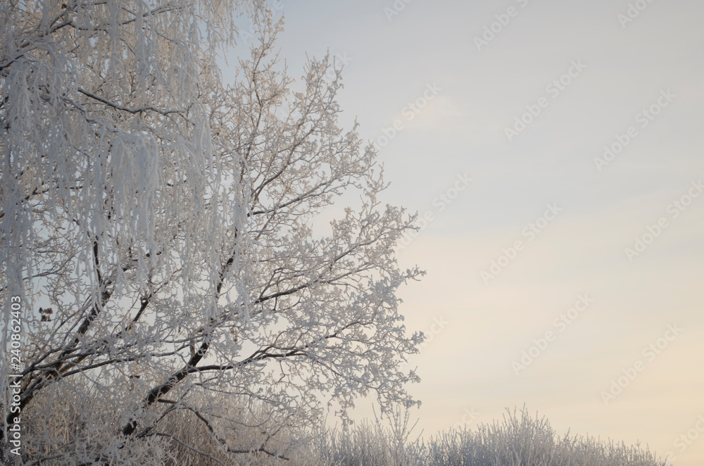 Frost on the trees, cold winter morning Frost on the trees, cold winter morning