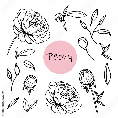 Set of peony flowers