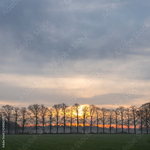 row of oak trees with rising sun and colorful sky in the netherlands