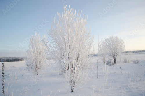 Frost on the trees, cold winter morning © Никита Богачев