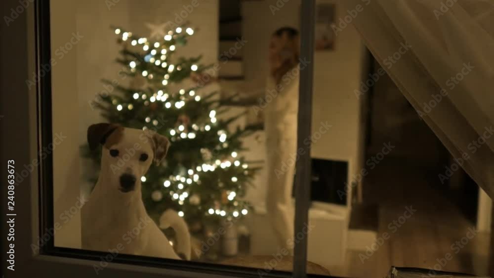 dog looks out the window at christmas dog looks out the window at christmas