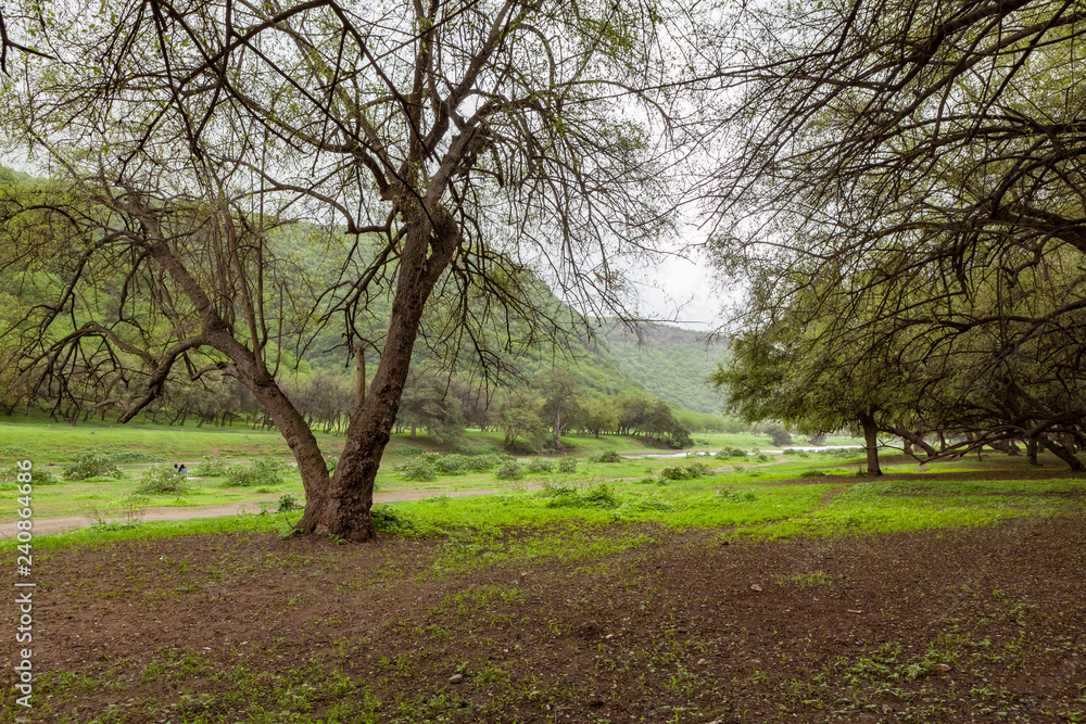 Wadi Darbat, near Salalah, Dhofar Province, Oman Wadi Darbat, near Salalah, Dhofar Province, Oman