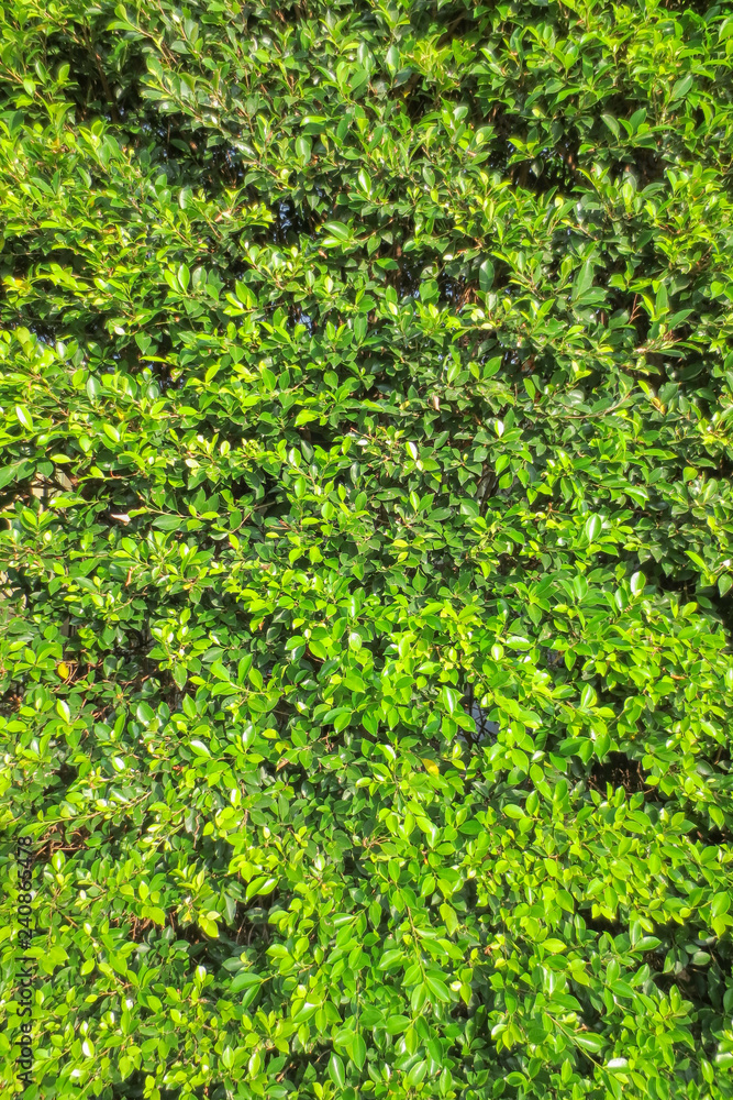 Green leave texture with edit light and color Green leave texture with edit light and color