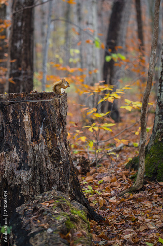 Small squirrel lost in amidst the forest on a fall day