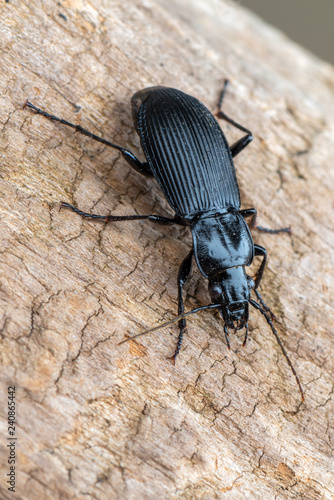 ground beetle - Pterostichus niger
