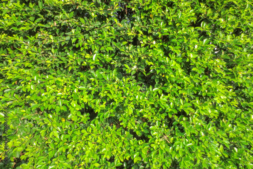 Obraz premium Green leave texture with edit light and color