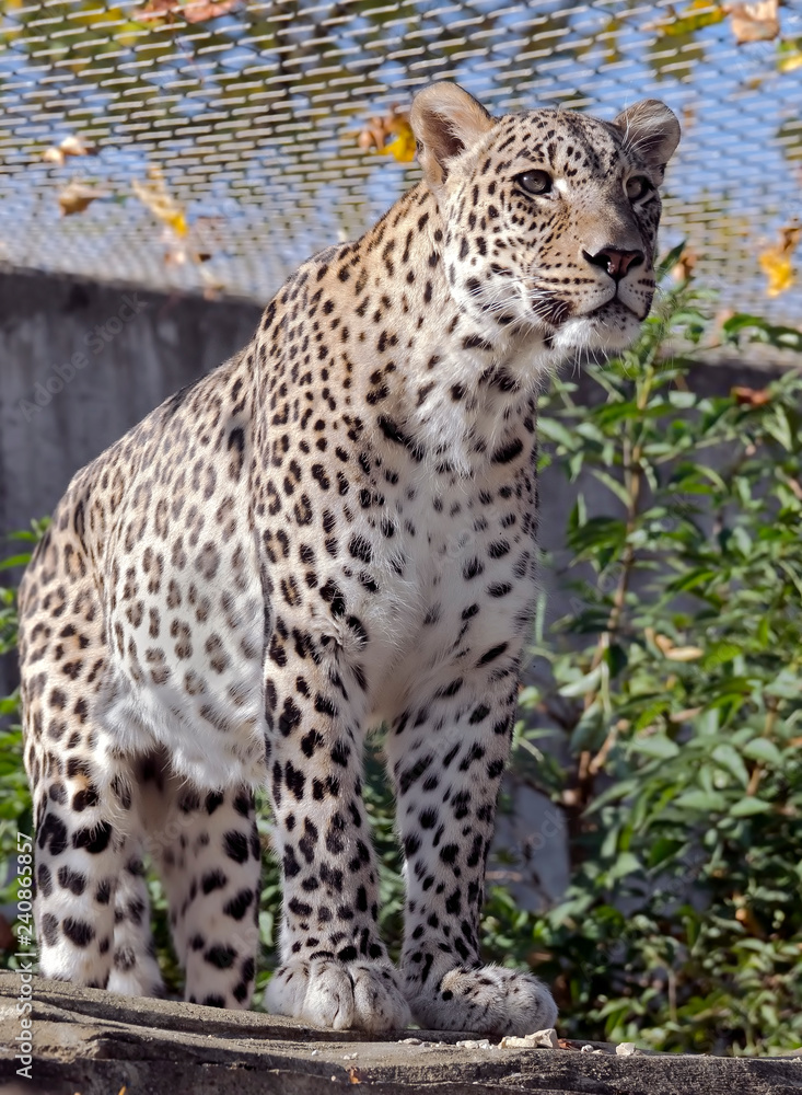 Persian Leopard. Latin name - Panthera pardus saxicolor Persian Leopard. Latin name - Panthera pardus saxicolor