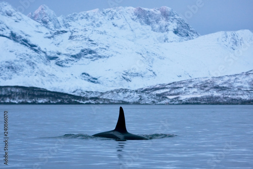 killer whale, orca, orcinus orca
