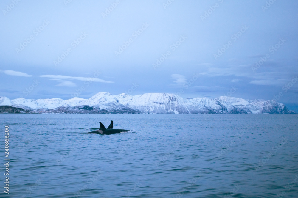 Naklejka premium orka, orca, orcinus orca