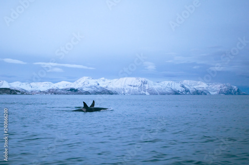 killer whale, orca, orcinus orca © prochym