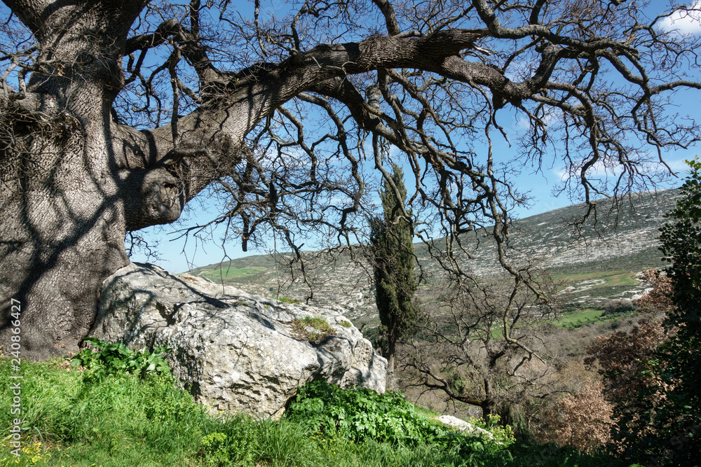 Bare tree on mountainous region Crete Greece Europe Bare tree on mountainous region Crete Greece Europe