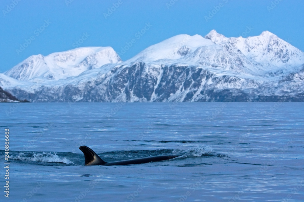 Fototapeta premium killer whale, orca, orcinus orca