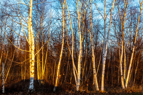Stand of Birch