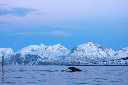 humpback whale, megaptera novaeangliae, Norway