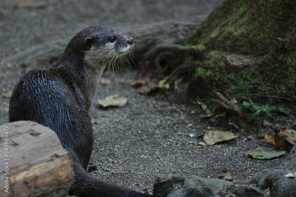 コツメカワウソ コツメカワウソ