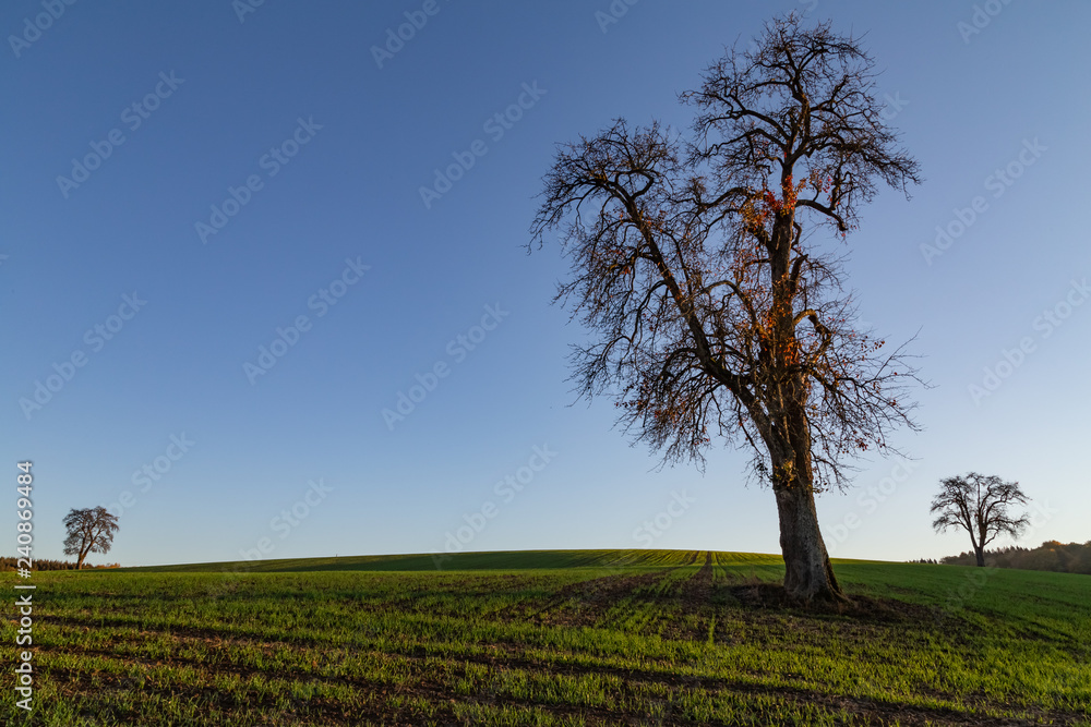 sunset over tree in rural landscape sunset over tree in rural landscape