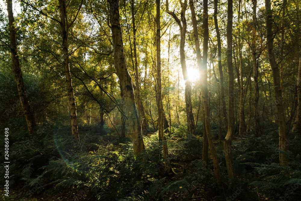 Naklejka premium Słońce przez las