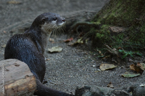 コツメカワウソ