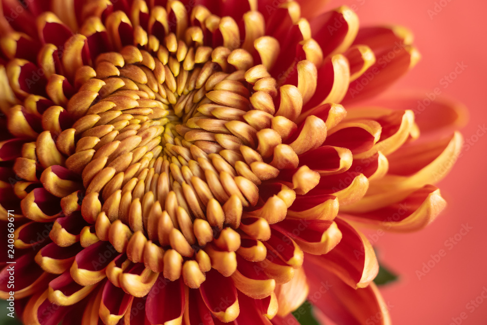Beautiful brown chrysanthemum Beautiful brown chrysanthemum