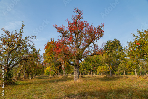 colorful tree in rural landscape