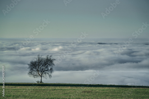 Baum   ber den Wolken in Trier Pellingen