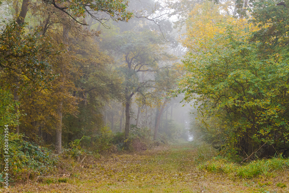 Obraz premium Foggy Forest Path