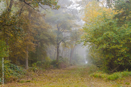 Foggy Forest Path