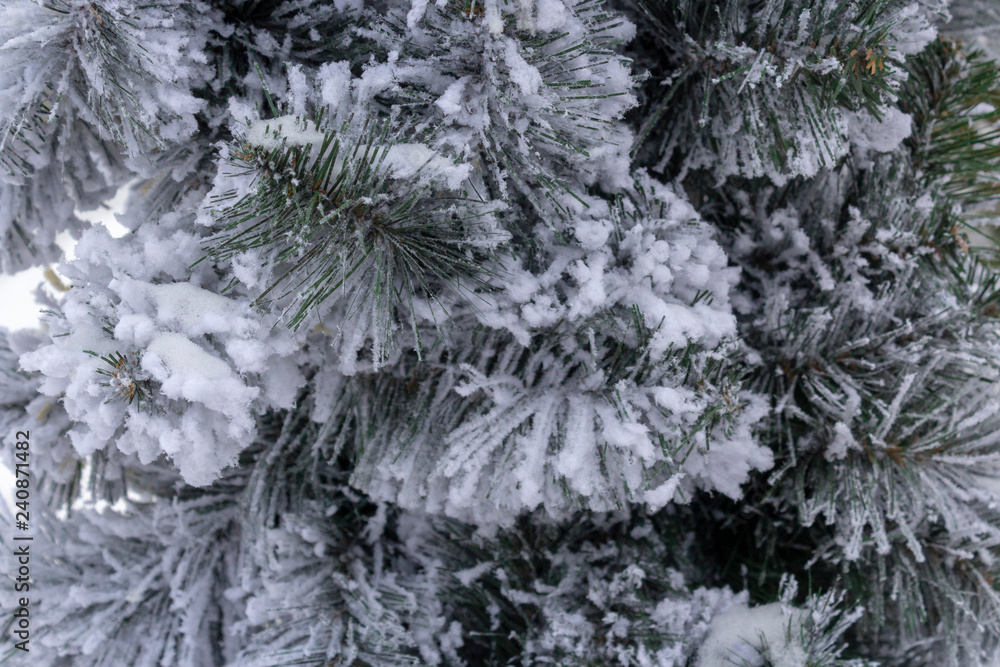 Pine branches powdered with snow Pine branches powdered with snow