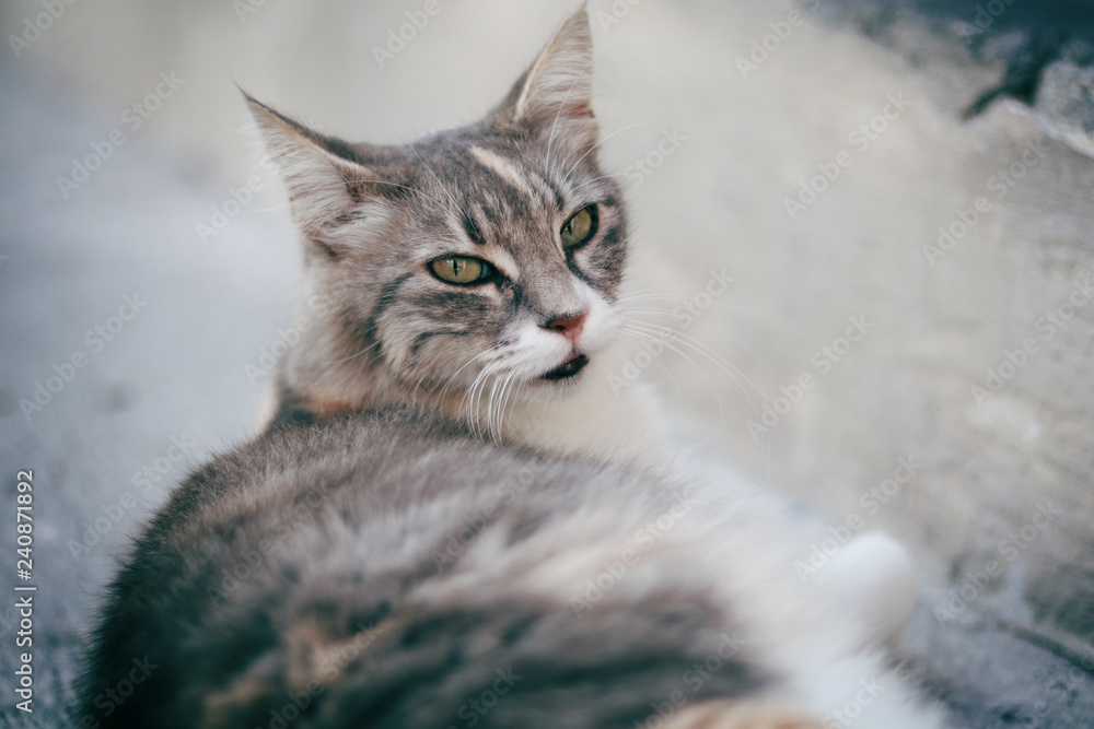 beautiful santorini cat lounging in front of a shop