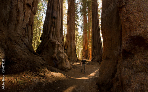 USA, California, Sequoia National Park, Sequoia tree and woman, sun light
