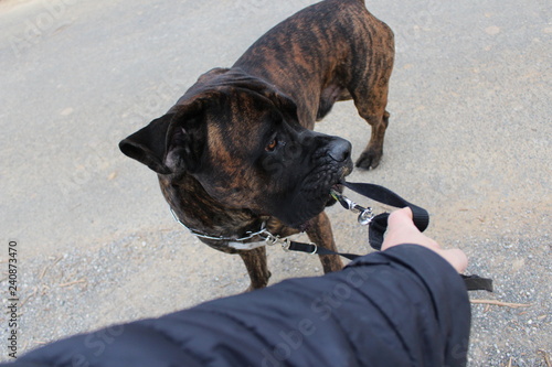 chien tétu : cane corso