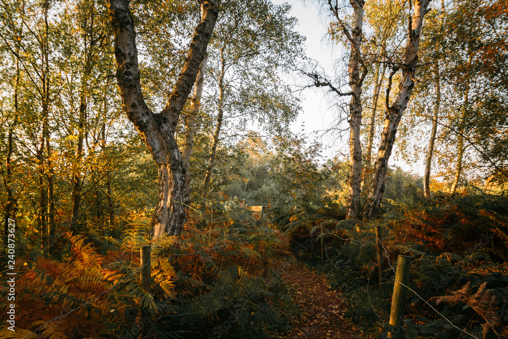 Obraz premium Trees At Sunset In Fall