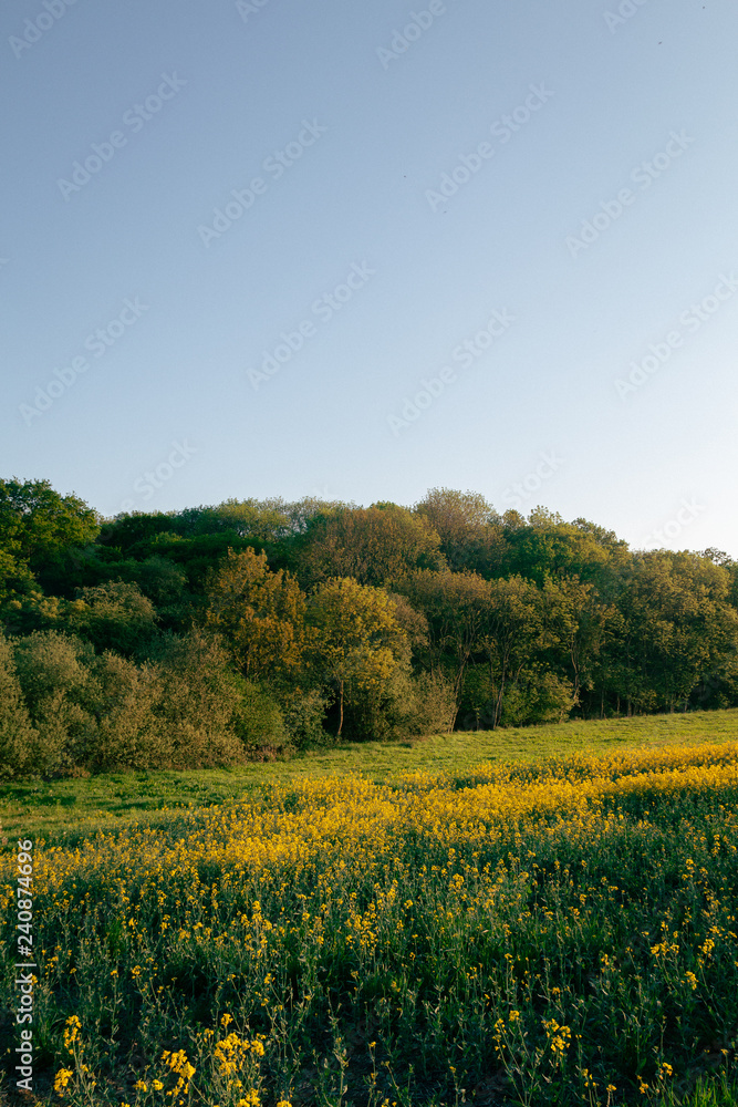 Sunny Forest Edge With Meadow And Crops