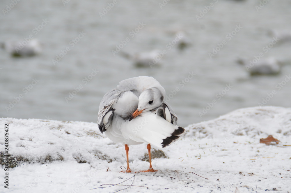 out         ✩NaturalXmas✩雪のつもったキラメクツリー✩⡱ out ✩NaturalXmas✩雪のつもったキラメクツリー✩⡱