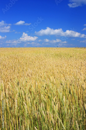 Field of ripe wheat ears