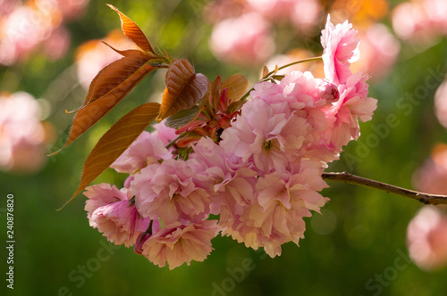 Cherry blossom time. Closeup of beautiful pink flowers blooming at the beginning of spring.