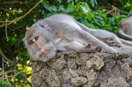 monkey lying down