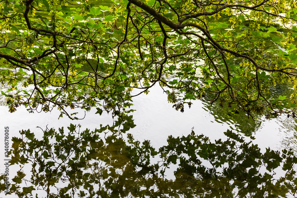 Obraz premium reflejos en el agua 