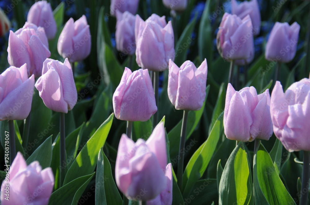 Field of tulips in the Netherlands Field of tulips in the Netherlands